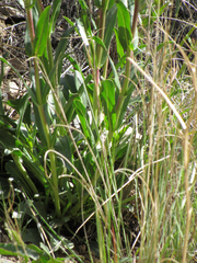 Penstemon cyananthus