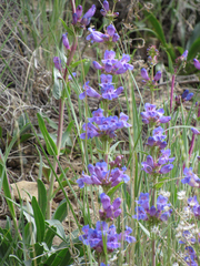 Penstemon cyananthus
