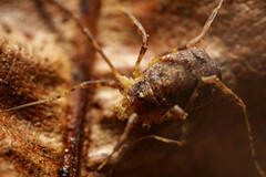 Paroligolophus