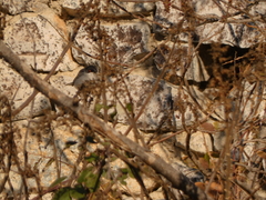 Curruca melanocephala