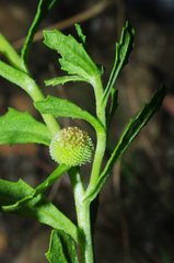 Centipeda cunninghamii