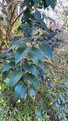 Ligustrum robustum
