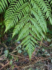 Lophosoria quadripinnata