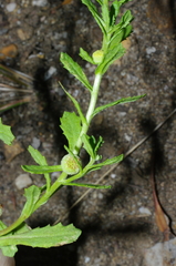 Centipeda cunninghamii