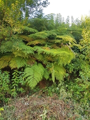 Lophosoria quadripinnata
