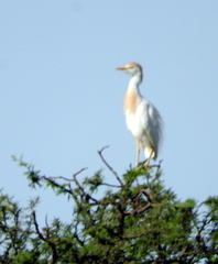 Bubulcus ibis