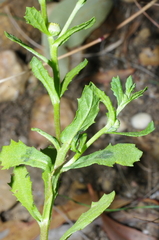 Centipeda cunninghamii