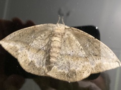 Lonomia electra
