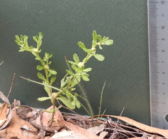 Centipeda cunninghamii