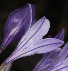 Triteleia laxa