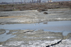 Himantopus mexicanus