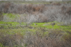 Passerculus sandwichensis