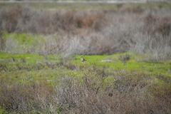 Passerculus sandwichensis