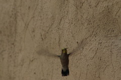 Cynanthus latirostris