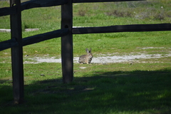 Sylvilagus audubonii