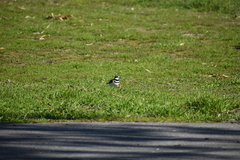 Charadrius vociferus