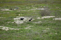 Otospermophilus beecheyi