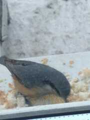Sitta europaea