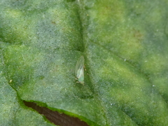 Bactericera cockerelli