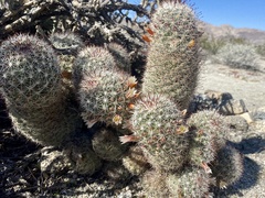 Mammillaria dioica