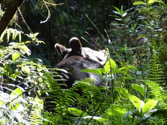 Tapirus pinchaque