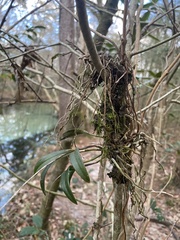 Epidendrum conopseum