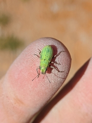 Pachyrhinus lethierryi