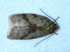 Oligoloba severa