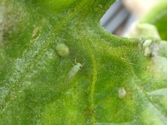 Bactericera cockerelli
