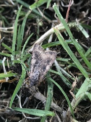 Lepidoptera