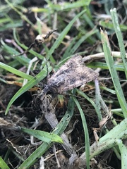 Lepidoptera