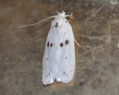 Scythropiodes issikii