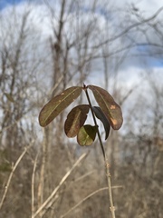 Ligustrum obtusifolium