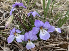 Viola pedata