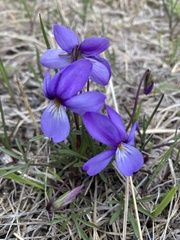Viola pedata