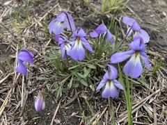 Viola pedata