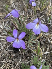 Viola pedata