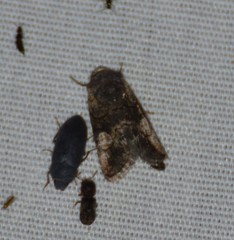 Copanarta aurea