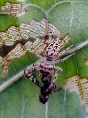 Ulidiidae