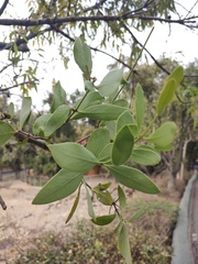 Psittacantheae