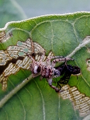 Ulidiidae