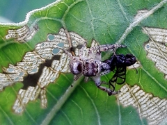 Ulidiidae