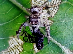 Ulidiidae