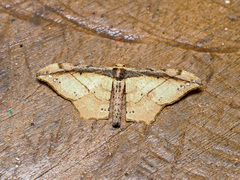 Hyposidra infixaria