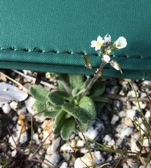 Tomostima cuneifolia