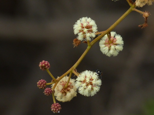 Acacia intsia