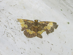 Peratophyga flavomaculata