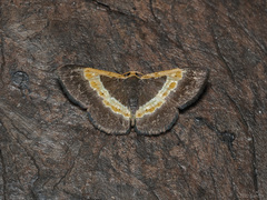 Peratophyga trigonata