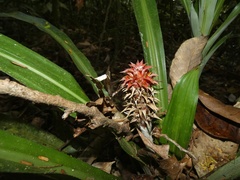 Bromelioideae