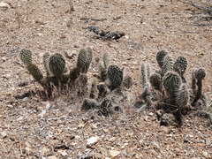 Opuntia diploursina